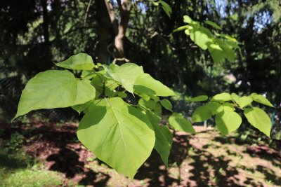 Catalpa bignonioides 'Aurea' - katalpa trubačovitá - list